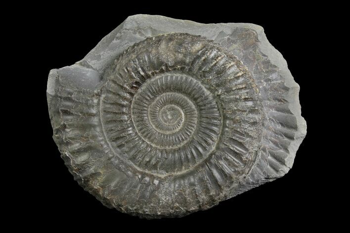 Ammonite (Dactylioceras) Fossil - England #174264